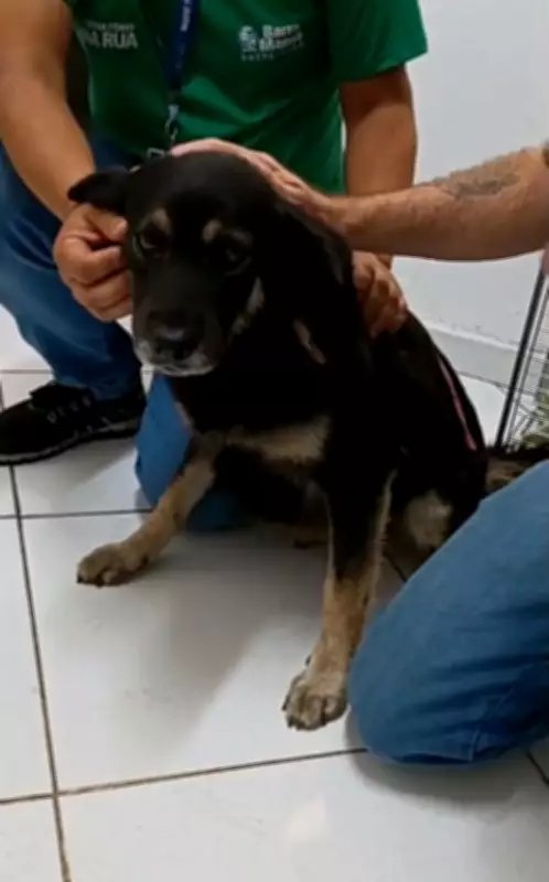 Cadela com tumor venéreo é resgatada em situação de rua em Barra Mansa