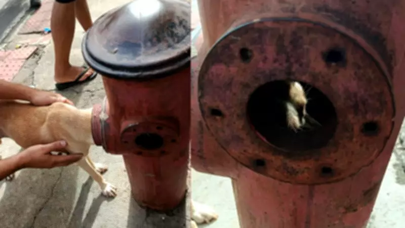 Cadela fica com cabeça presa em hidrante e é resgatada por bombeiros no ES