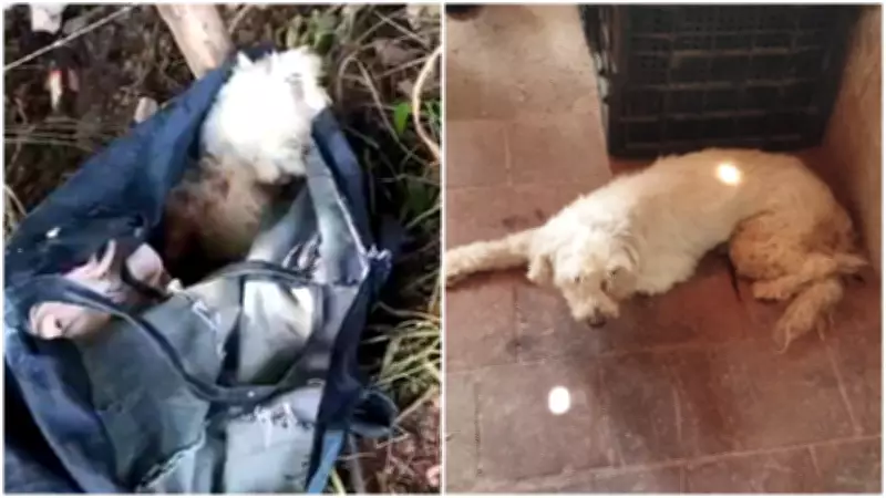 Cadela Poodle é abandonada com patas amarradas em sacola no Crato, Ceará