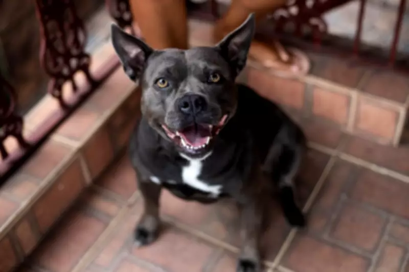 Cadela resgatada de maus-tratos encontra amor e nova vida em Volta Redonda