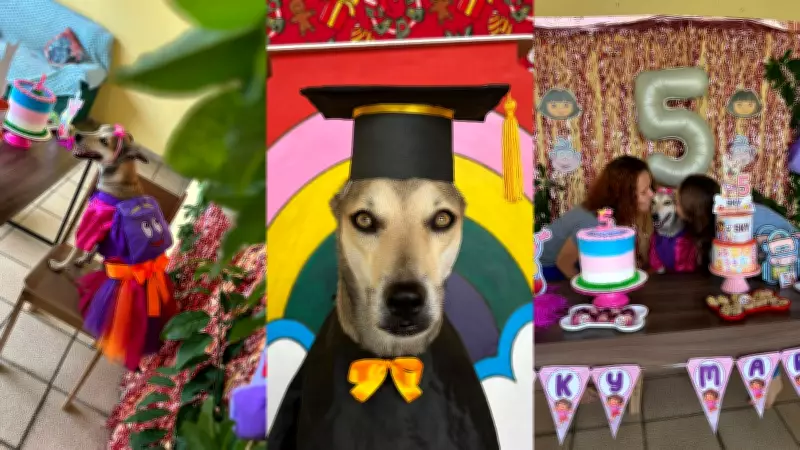 Cadela resgatada de maus-tratos vira 'pet influencer' com quarto próprio e livro no Piauí