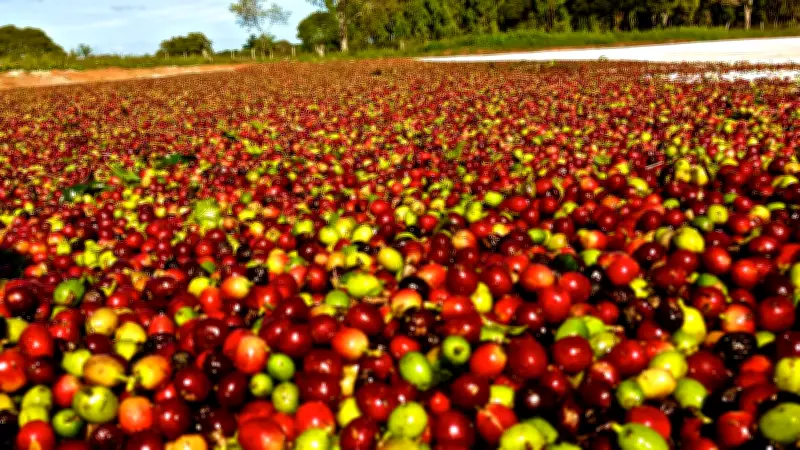 Café arábica atinge menor preço desde julho de 2025 com projeção de safra recorde em 2026