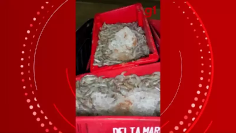 Caminhão com camarão tomba na BR-116 e grupo armado saqueia carga em Minas Gerais