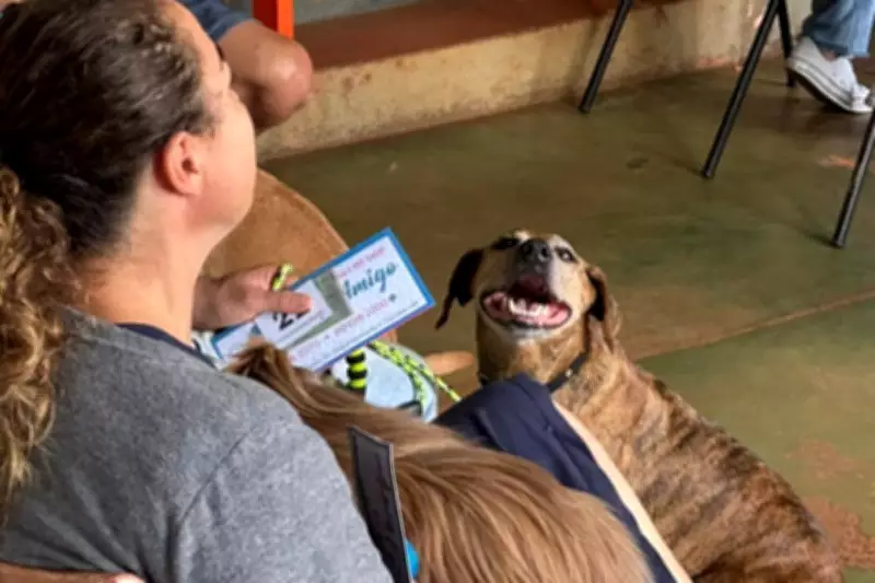 Campo Grande oferece 1,7 mil castrações gratuitas após casos de gatos feridos por chumbinho