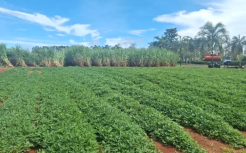 Cana e Amendoim: Rotação de Culturas Ganha Destaque em Evento Técnico em Minas Gerais