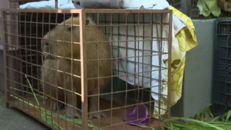 Capivara atacada no Rio pode perder visão; suspeitos presos e multados