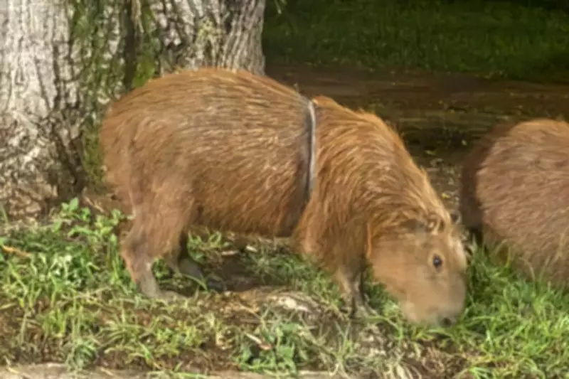 Capivara com fita plástica no tórax é resgatada após longo monitoramento em Piracicaba