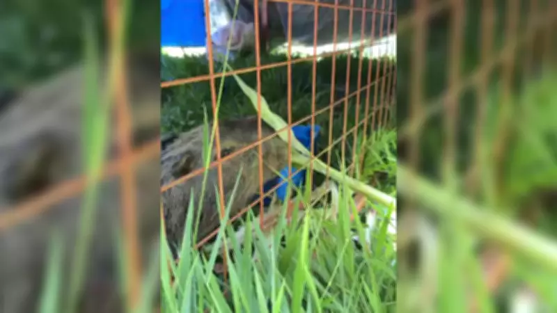 Capivara ferida por caça ilegal é resgatada após meses de sofrimento em Itapetininga