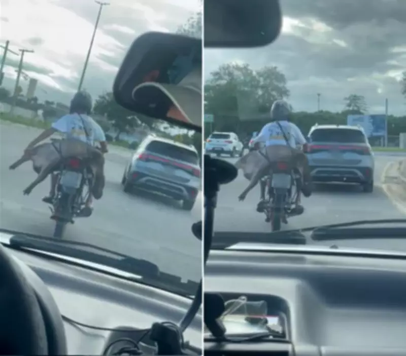 Capivara morta é transportada amarrada em moto em Campos dos Goytacazes