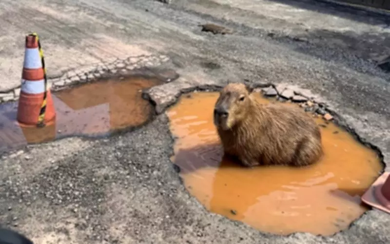 Capivara vira mascote de Itajubá após imagem de IA com buraco viralizar e prefeitura consertar rua