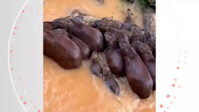 Capivaras nadam em correnteza de rio durante chuva intensa no Espírito Santo