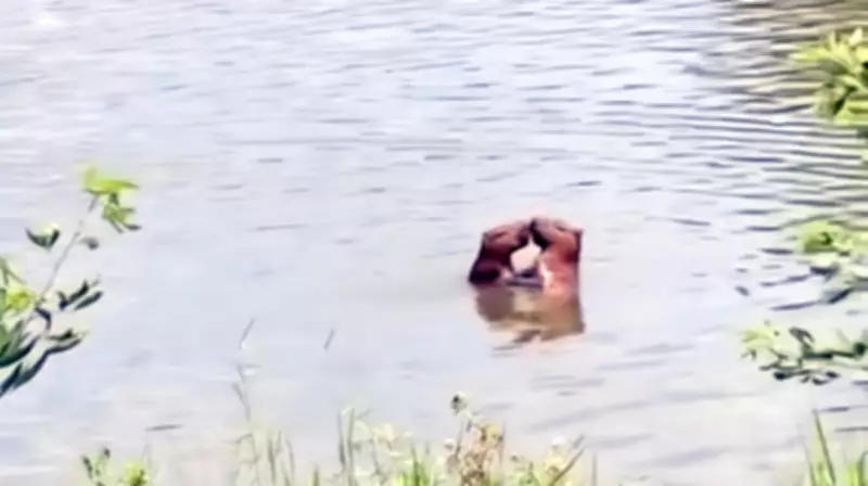 Capivaras são flagradas em ritual de acasalamento em lago da UFRRJ, em Seropédica
