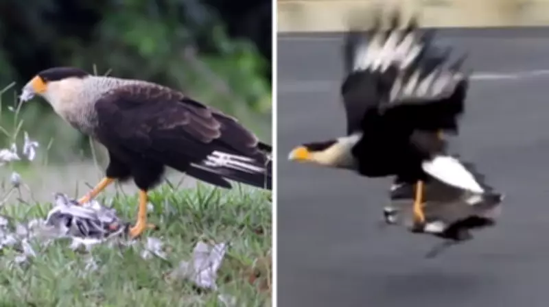 Carcará é flagrado predando quero-quero em condomínio de Franca, SP