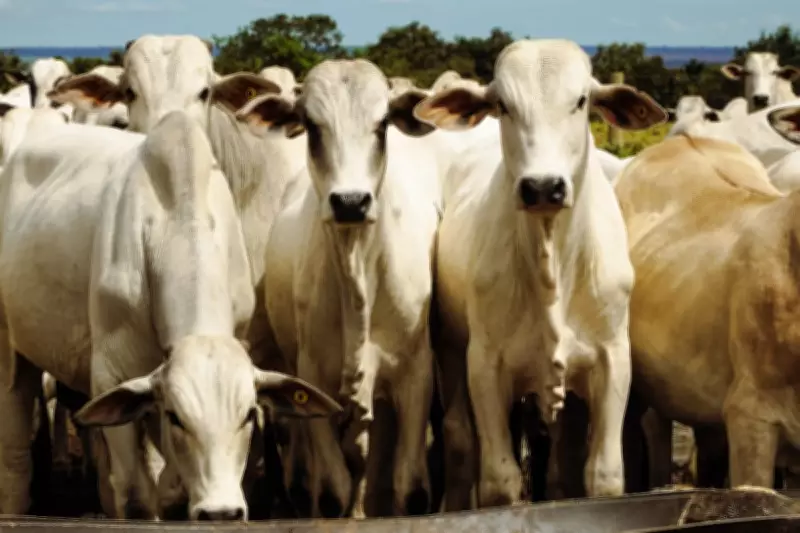 Carrapato-do-boi causa prejuízos milionários e preocupa produtores rurais em Minas Gerais