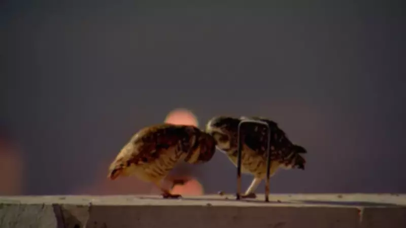 Casal de corujas é flagrado em momento de 'carinho' durante eclipse lunar em Rio Preto