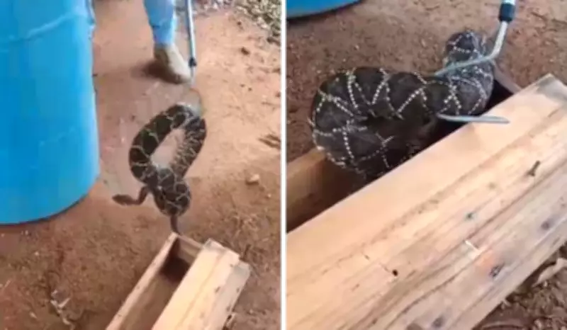 Cascavel é capturada em residência de Louveira e enviada ao Instituto Butantan