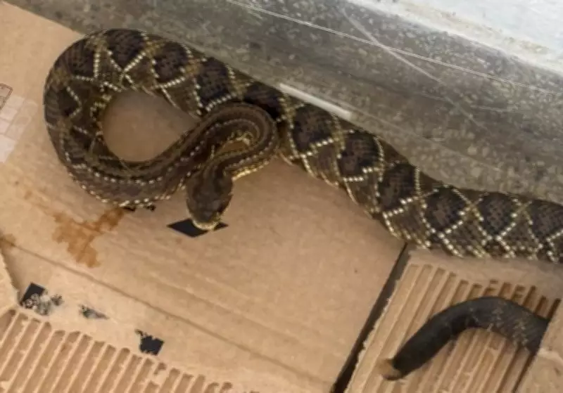 Cascavel e gaviões são resgatados em Valença; animais serão usados para estudos e soro