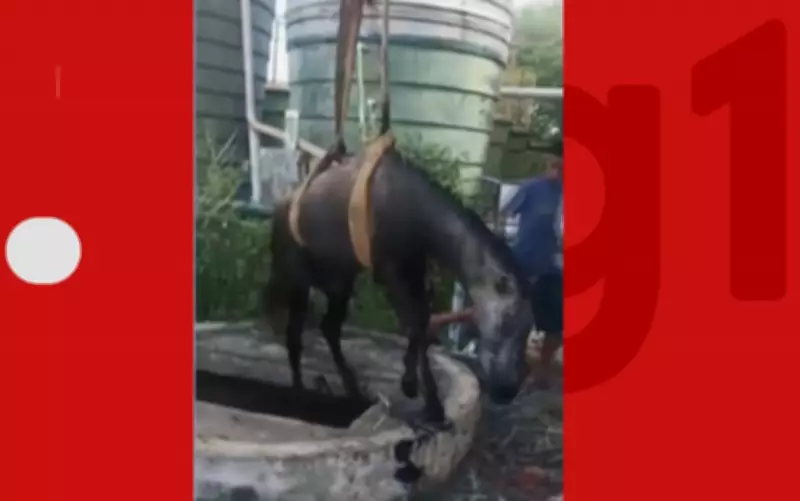 Cavalo cai em poço de estação de esgoto desativada em Irecê, Bahia