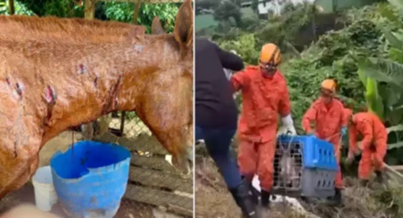 Cavalo gravemente ferido após ataque de pitbulls em Petrópolis; cães resgatados