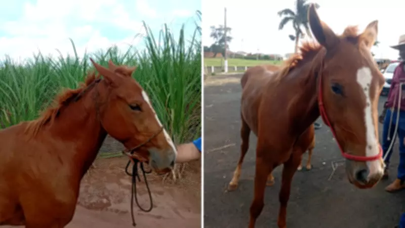 Cavalo morre amarrado em árvore após ser levado por adolescentes em Severínia