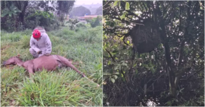 Cavalo morre atacado por enxame de abelhas em Ibertioga; outro equino não resiste