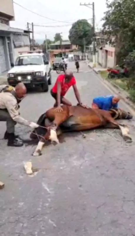 Cavalo resgatado de buraco em Barra Mansa após risco de fratura nas patas