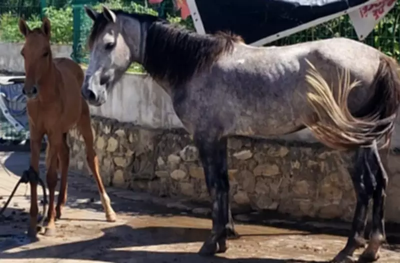 Cavalos são resgatados após maus-tratos em Aracaju; denúncias levaram à ação policial