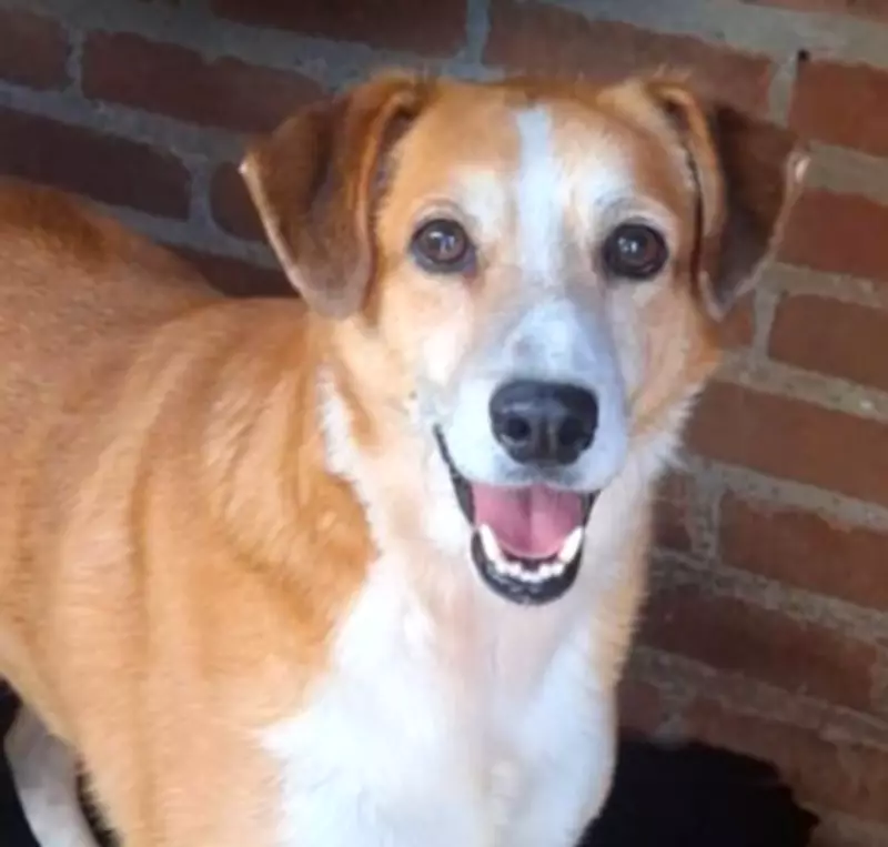 Caxias do Sul realiza 'Desfile de Caramelo' com 56 cães para promover adoção responsável