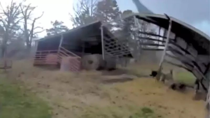 Celeiro é arrancado por ventania de 80 km/h no Missouri, EUA; animais assustados saem ilesos