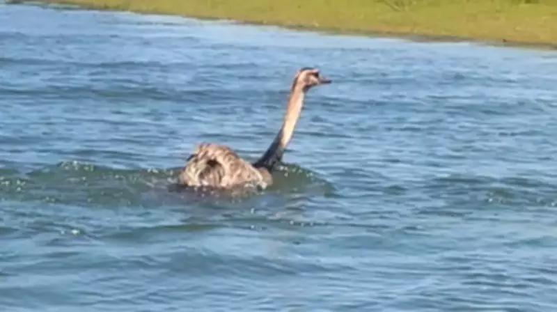 Cena rara: Emas são flagradas nadando no Rio Grande entre SP e MG