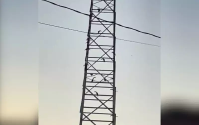 Cerca de 14 tucanos são flagrados em torre de transmissão em Cerquilho, SP