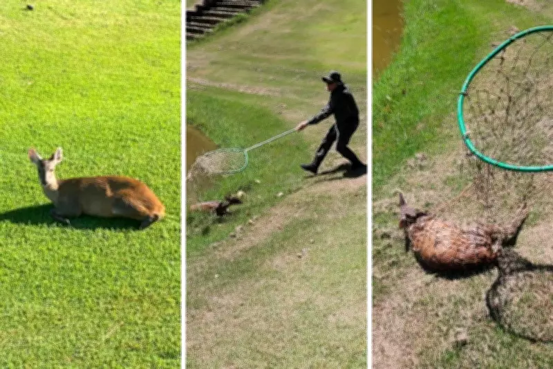Cervo ferido é sedado e resgatado com sucesso em fazenda de Valinhos, SP