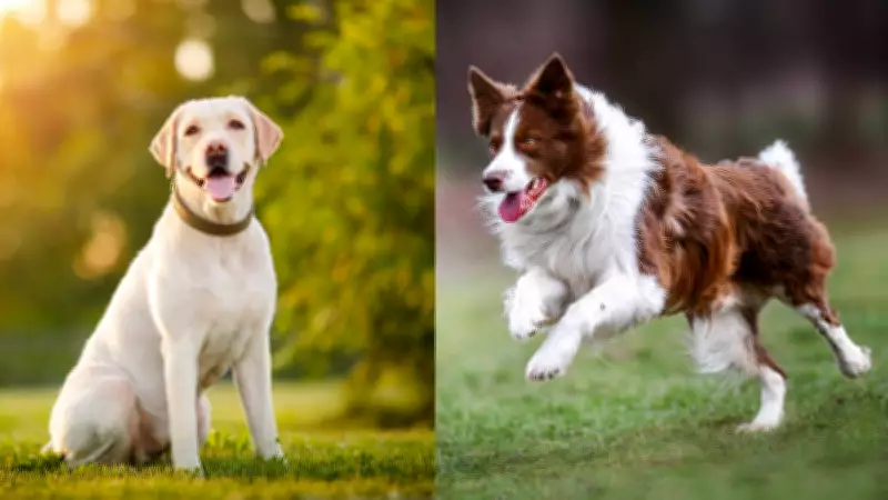 Cães aprendem nomes de objetos ao ouvir conversas humanas, revela estudo húngaro