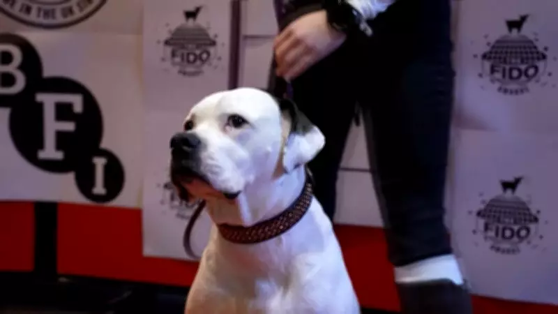 Cães astros do cinema são premiados em evento internacional em Londres