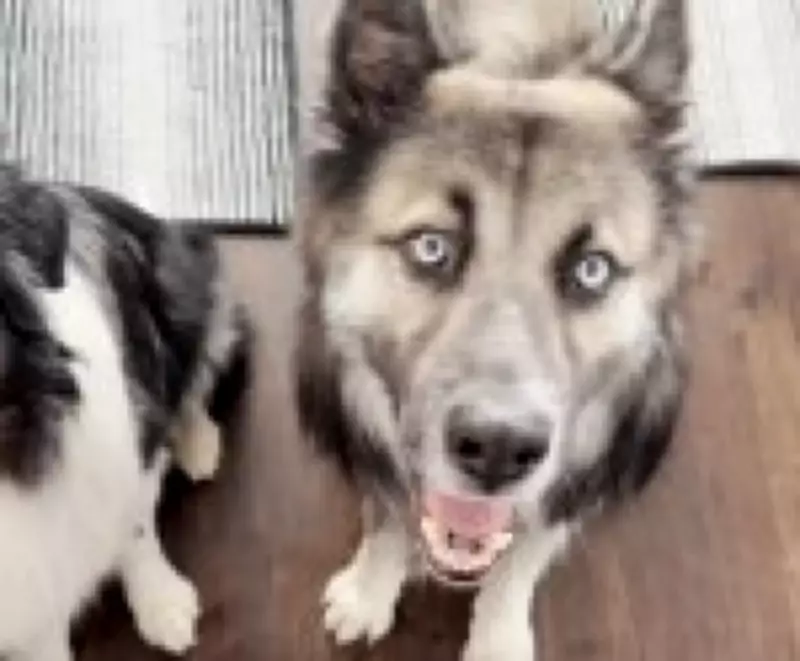 Cães foram domesticados 5.000 anos antes do estimado, revelam estudos genéticos