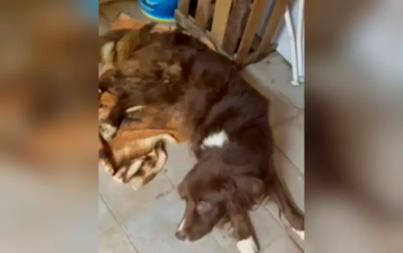 Cães resgatados em situação de maus-tratos em Itapetininga após denúncia anônima