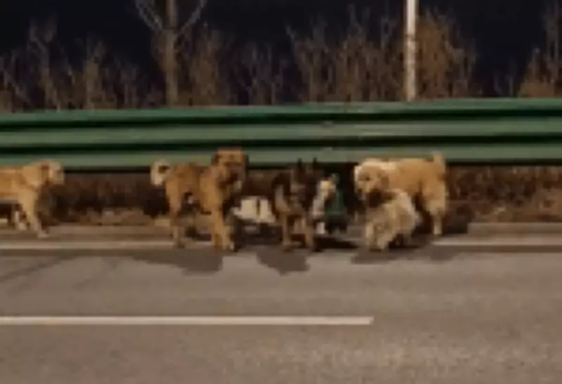 Cães roubados para consumo fogem e percorrem 17 km para voltar para casa na China