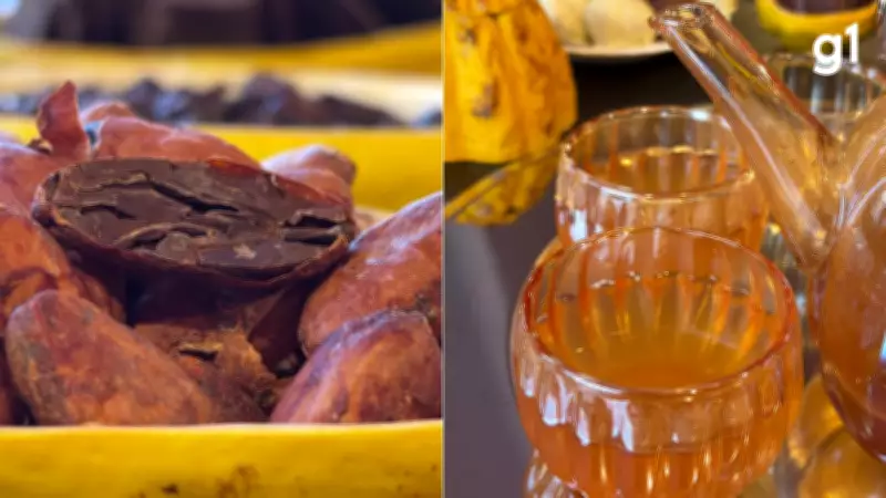 Chá de cacau: a bebida quente e aromática que conquista Gramado com sabor e benefícios