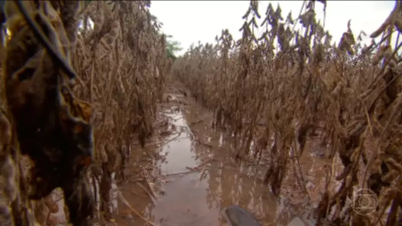 Chuvas intensas em Mato Grosso prejudicam colheita da soja e atrasam plantio do milho