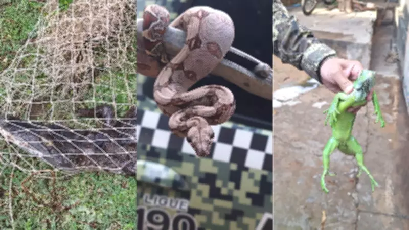 Chuvas intensificam aparição de cobras em Teresina; 108 répteis resgatados em fevereiro