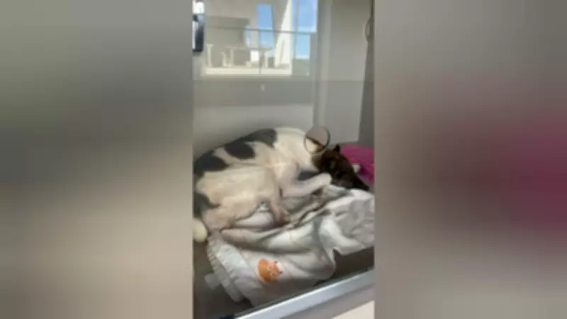 Ciclista joga cadela de passarela em Óbidos: câmera flagra crime de maus-tratos