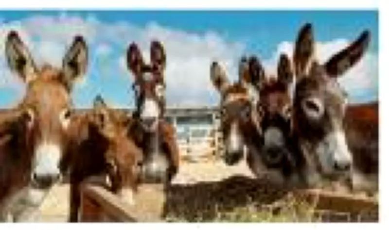 Cientistas alertam para risco de extinção do jumento nordestino com abate para exportação à China