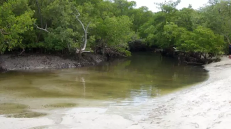 Cientistas brasileiros criam 'termômetro' para avaliar saúde do solo em manguezais