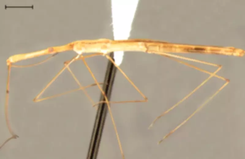 Cientistas catalogam nova espécie de percevejo semiaquático no Paraná