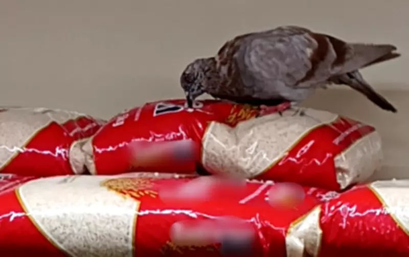 Cliente flagra pombo ciscando pacotes de arroz em supermercado de Sorocaba, SP