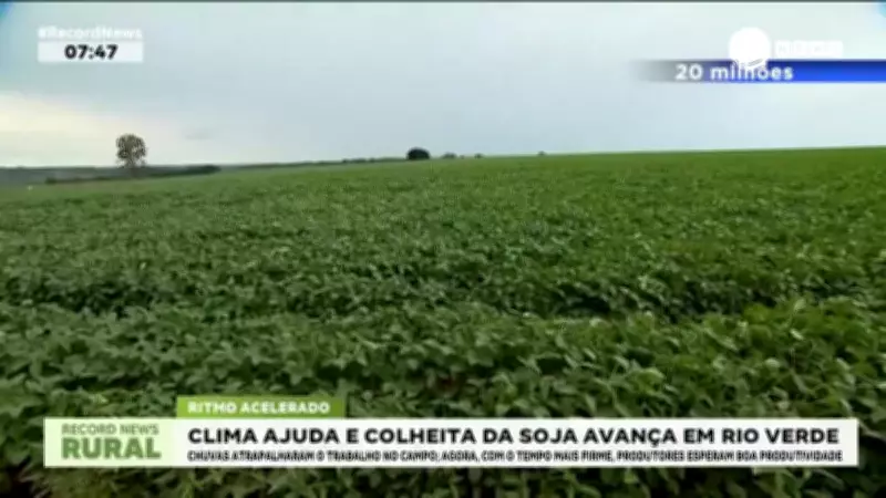 Clima favorece e colheita da soja avança rapidamente em Rio Verde, Goiás