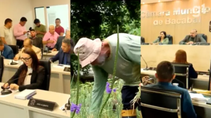 Câmara de Bacabal proíbe pulverização aérea de agrotóxicos por aviões e drones