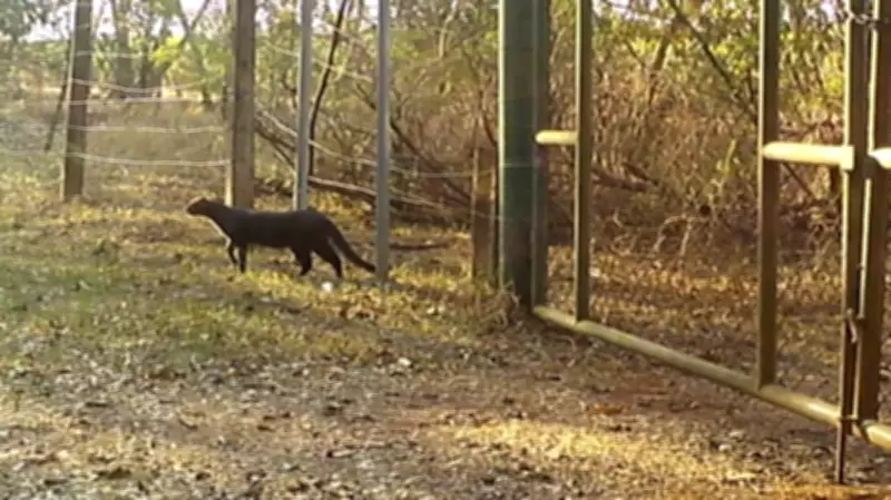 Câmera flagra gato-mourisco pela primeira vez em mata de Campinas