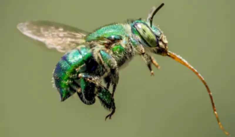 Câmera lenta revela técnica secreta de polinização da abelha-das-orquídeas em Campinas