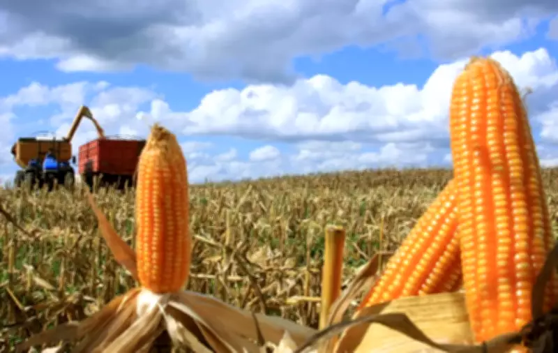 CNA alerta para alta de custos no agro brasileiro devido a conflito no Oriente Médio